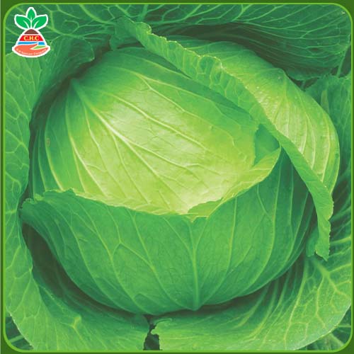 AB Cross F1 hybrid cabbage seeds